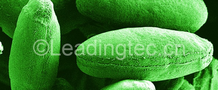 西方研究人員正在開(kāi)發(fā)藻類(lèi)作為生產(chǎn)工廠，以制造必要的蛋白質(zhì)，以識(shí)別以前感染過(guò)這種疾病的人的冠狀病毒抗體。