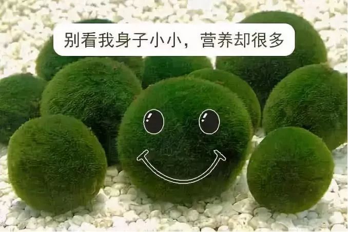 藻類可以吃嗎？吃藻類食品有什么好處？