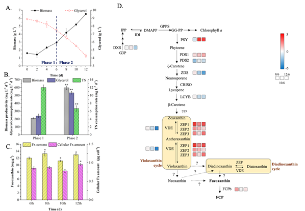 兩步法兼養(yǎng)培養(yǎng)三角褐指藻的生產(chǎn)性能與巖藻黃素合成途徑中關(guān)鍵基因轉(zhuǎn)錄水平調(diào)控