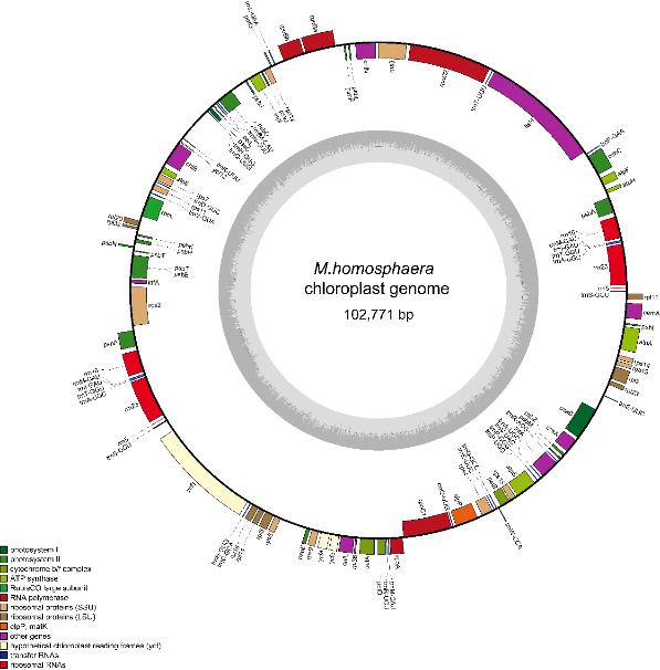 淡水超微真核藻全基因組測(cè)序首次完成