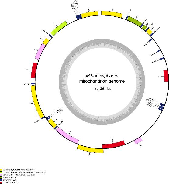 淡水超微真核藻全基因組測(cè)序首次完成