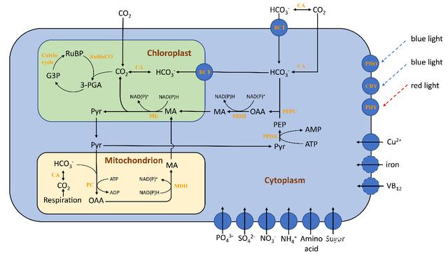 淡水超微真核藻全基因組測(cè)序首次完成