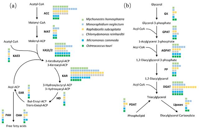 淡水超微真核藻全基因組測(cè)序首次完成
