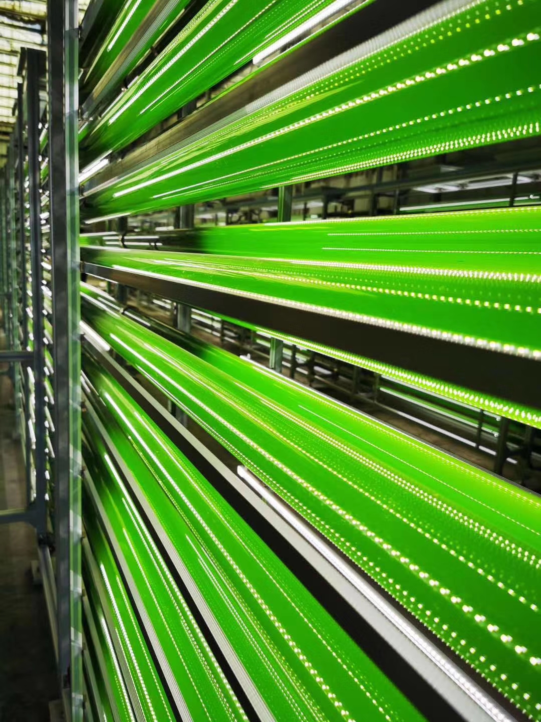 農(nóng)業(yè)用小球藻培養(yǎng)