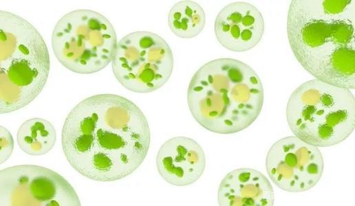 同是Omega-3來源，微藻可否替代魚類？