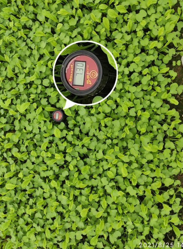 8月25日回訪，施用微藻的地塊PH值7.3