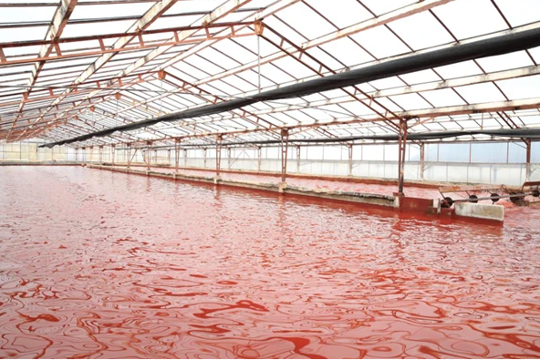 某雨生紅球藻培育基地 圖片來源:新華社