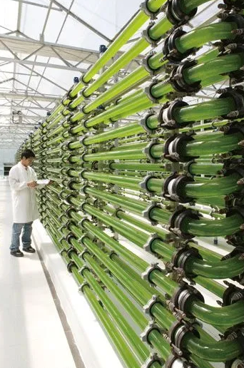 圖片來源:綠色中國雜志