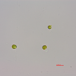 湛江等鞭金藻(GY-H2 Isochrysis zhangjiangensis)