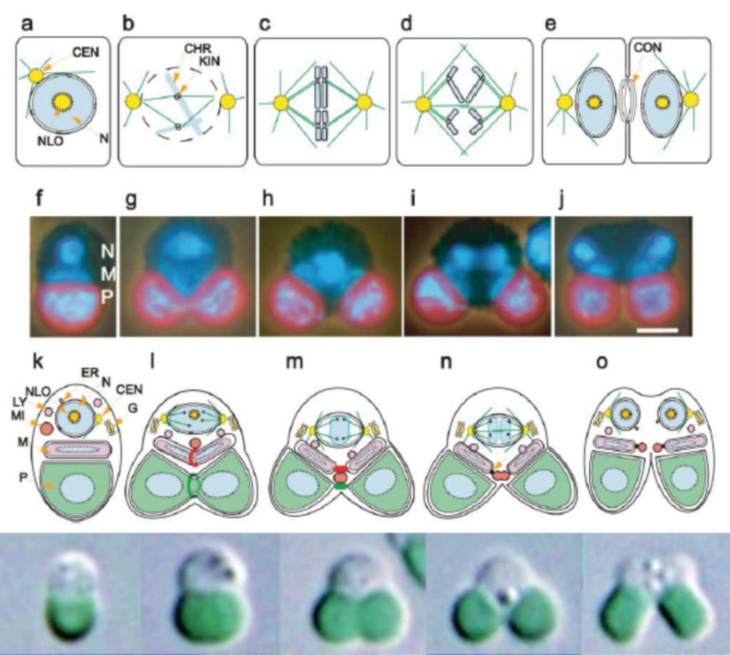 C. merolae細(xì)胞分裂過程圖解（Misumi et al., 2005；Miyagishima & Tanaka，2021）