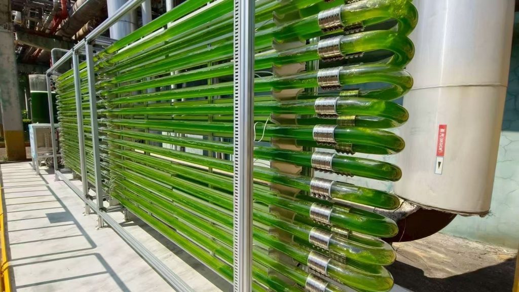 來自寶島臺(tái)灣的喜訊，開物生醫(yī)施總團(tuán)隊(duì)實(shí)施的工廠廢氣養(yǎng)藻系統(tǒng)方案取得巨大成功，5天收一次都來不及，3天OD到21，每次清洗好幾次，都是濃濃的藻。