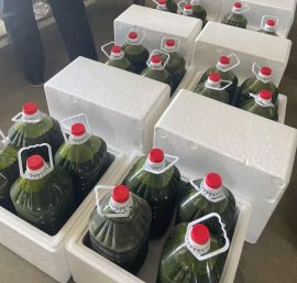 光語(yǔ)自養(yǎng)海水微擬球藻濃縮液