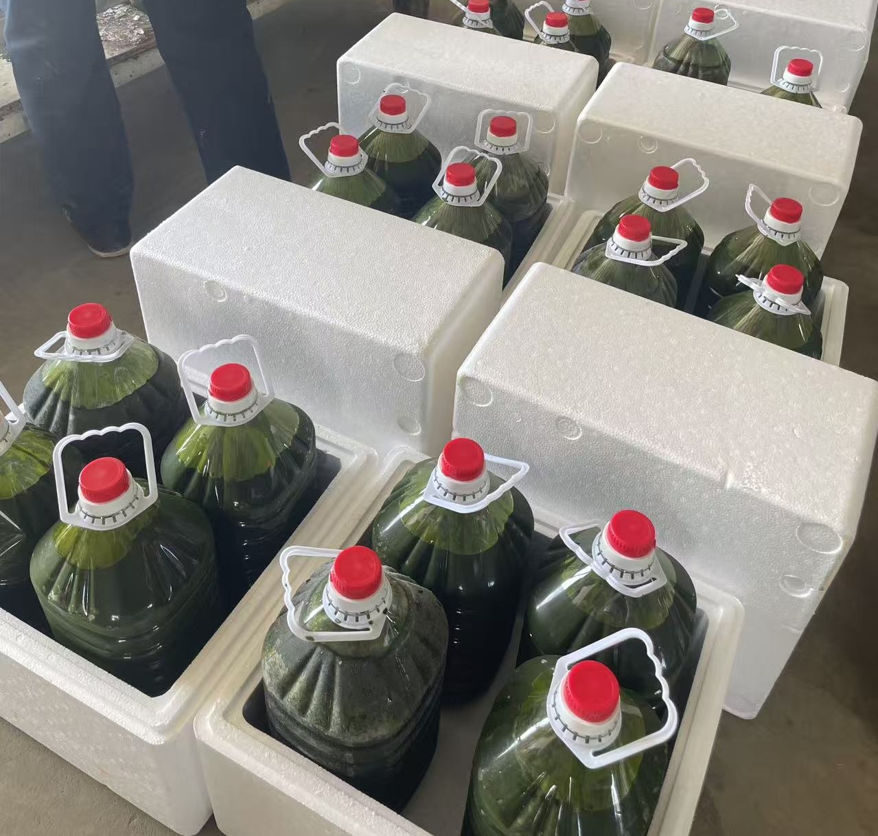 光語自養(yǎng)海水微擬球藻濃縮液